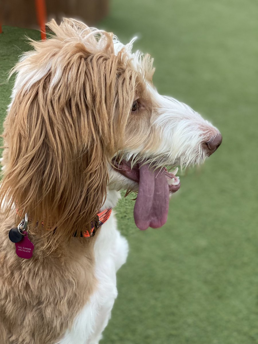 Happy 1st Birthday to <a href="/Atlanta_Police/">Atlanta Police Department</a> Officer Willa! Enjoyed her day <a href="/FetchParkAtl/">Fetch Park</a>