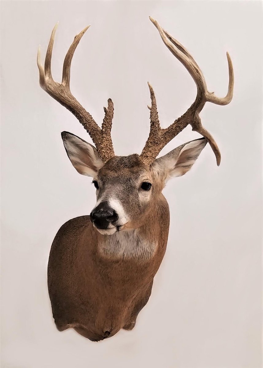 Archerybozz's tweet photo. Beautiful! https://t.co/48YJzHZrmm