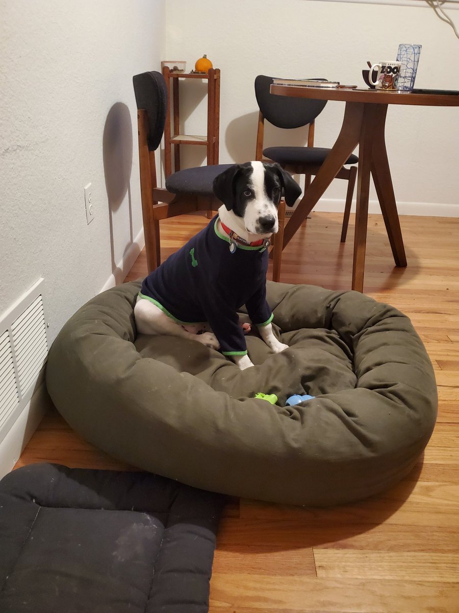 Gregopedia's tweet photo. @darth Here is Elmer trying to stay warm! https://t.co/FQuVDjUUJv