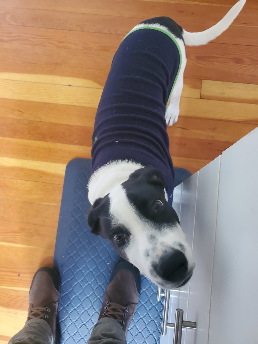 Gregopedia's tweet photo. @darth Here is Elmer trying to stay warm! https://t.co/FQuVDjUUJv