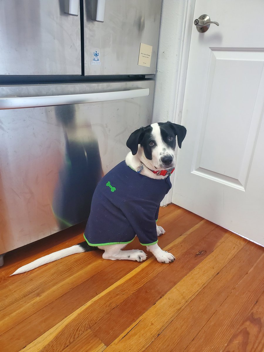 Gregopedia's tweet photo. @darth Here is Elmer trying to stay warm! https://t.co/FQuVDjUUJv