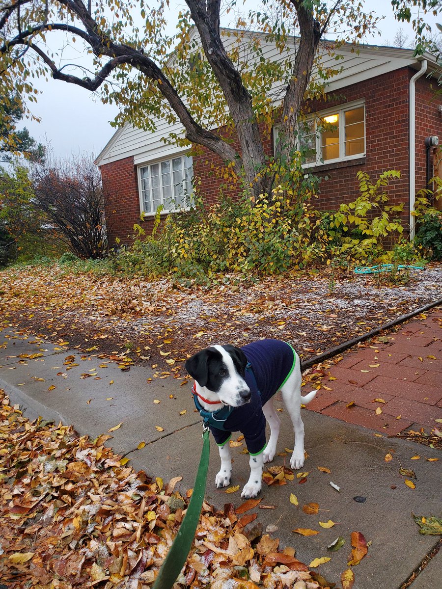 Gregopedia's tweet photo. @darth Here is Elmer trying to stay warm! https://t.co/FQuVDjUUJv