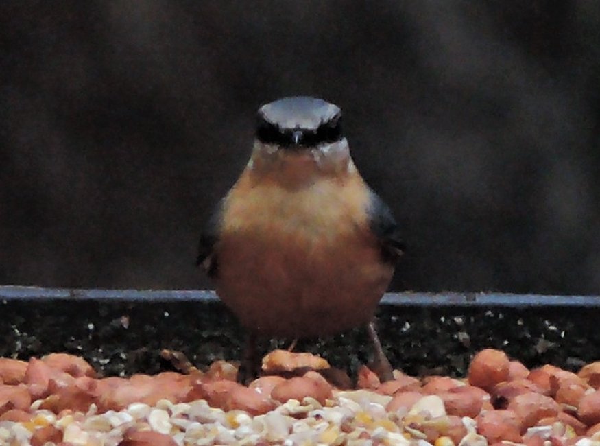 Nuthatch - Garden wildlife, Argyll <a href="/Scots_Wildlife/">Garden Wildlife Scotland 🏴󠁧󠁢󠁳󠁣󠁴󠁿🦇🦋🐝🐸🦔</a>
