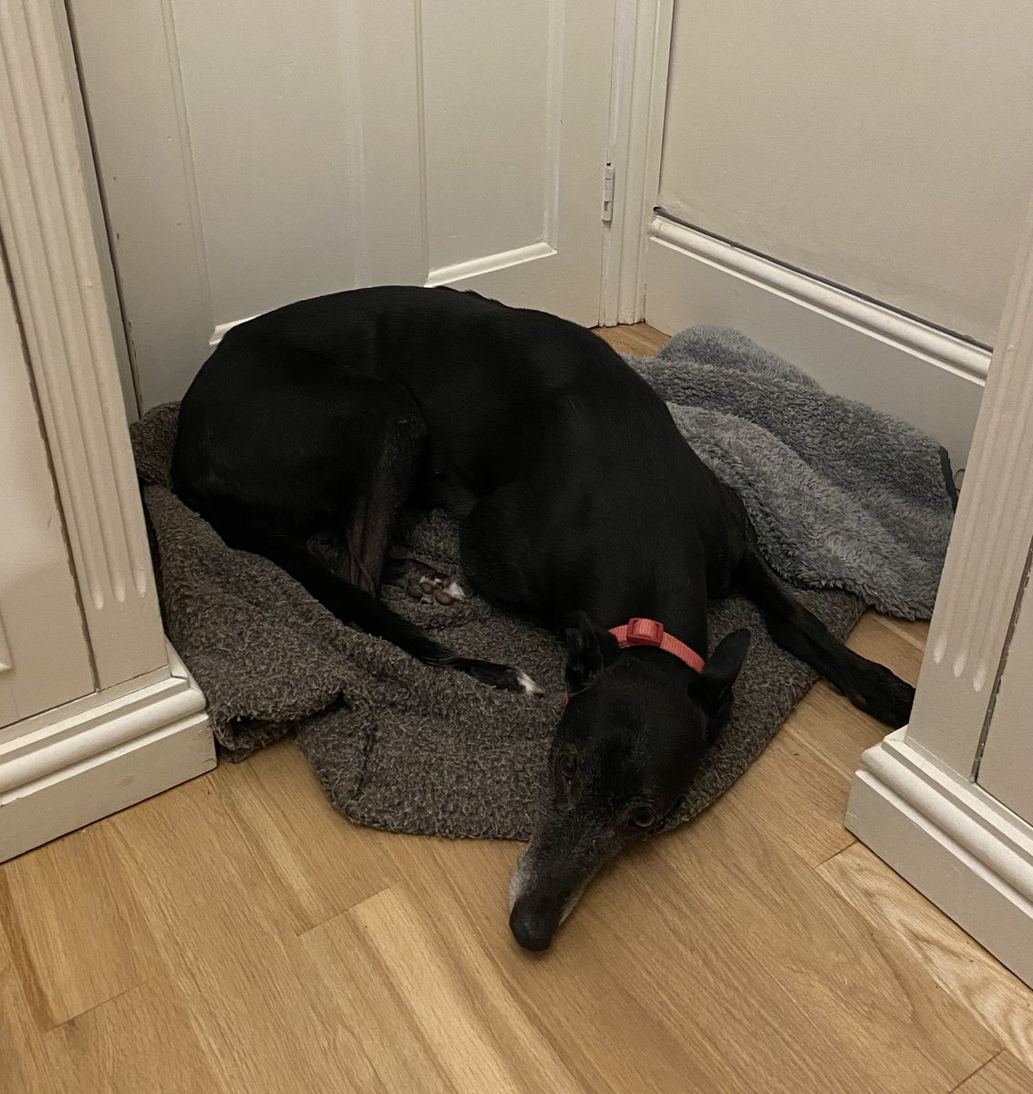 MeBeckett's tweet photo. 6yr old greyhound, newly rehomed with us 2 weeks ago into her first forever-home. Panting and shivering 20 mins ago with fireworks. Now chilled. Impact of Classics for Pets on Classic FM #PetsClassics @CharlotteHawkns @HershamHounds https://t.co/NR5IxyGQoM