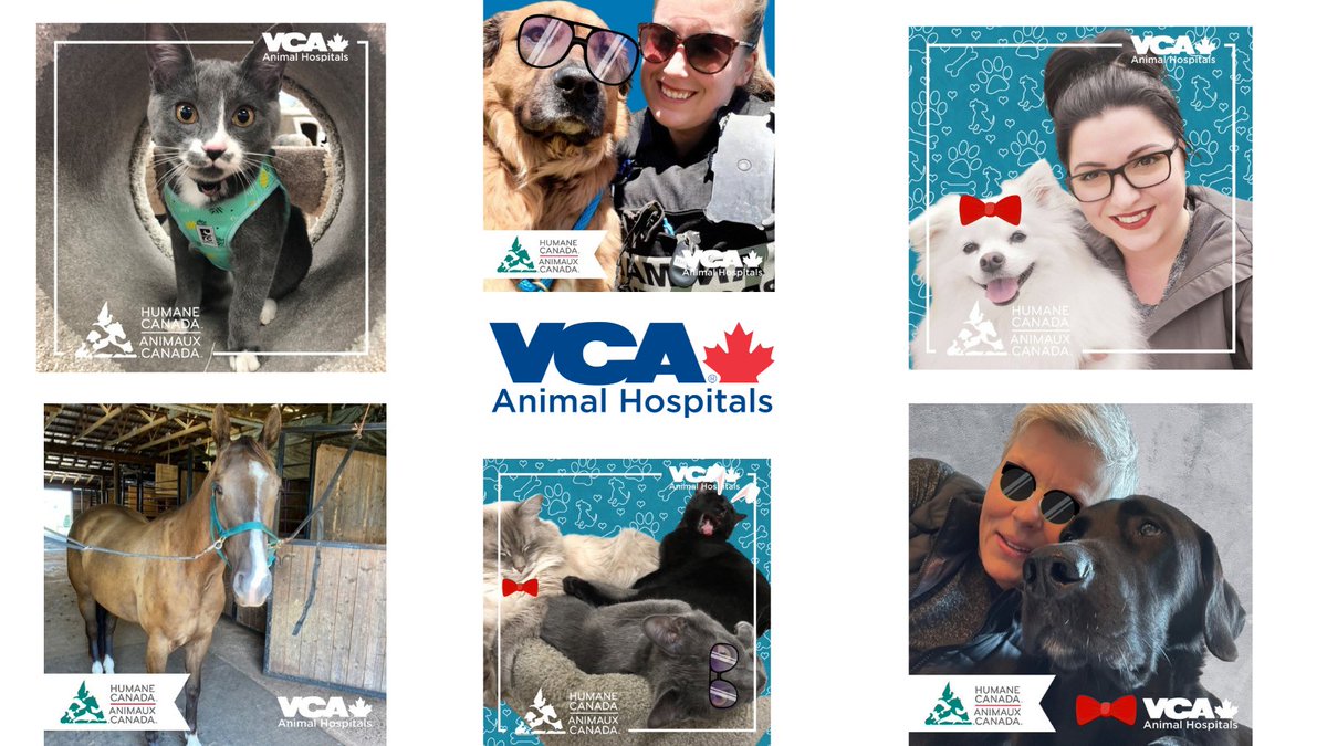 HumaneCanada's tweet photo. Our attendees are having fun at our #ViolenceLink Conference, evem though some of the content is hard to digest ♥️ Thank you for sponsoring this fun virtual photo booth @vcacanada ! 📸 https://t.co/fTwNpgF9ww