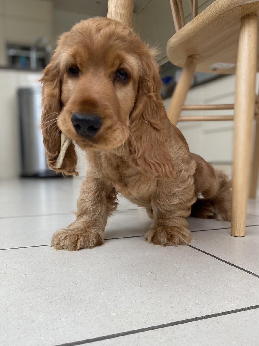 dervnewbold's tweet photo. 👏BRAVO CLASSIC 📻 👏 IF YOU HAVE A PUPPY SCARED OF THE FIREWORKS CURRENTLY ON @ClassicFM FM THEY’RE PLAYING MUSIC DESIGNED TO SOOTHE DOGS. #PetsClassics https://t.co/gFLbzCOGkb