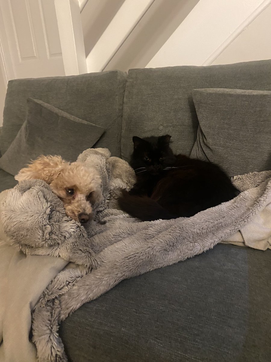 abij11's tweet photo. .@ClassicFM 👏 Barley and Dotty are chilling on the sofa. Thanks to lots of treats and the tunes on Classic FM 🎶 https://t.co/QWU6dmKfIi