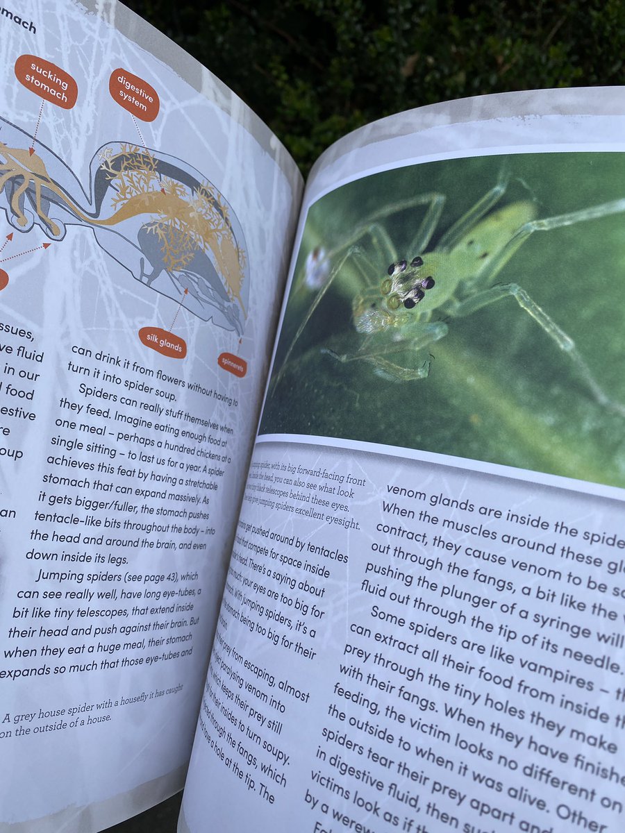 Now here is a great Xmas pressie for your budding arachnologist, entomologist, or kid keen on natural history. ‘Why is that spider dancing? amazing spiders of Aotearoa’ by Simon Pollard and Phil Sirvid