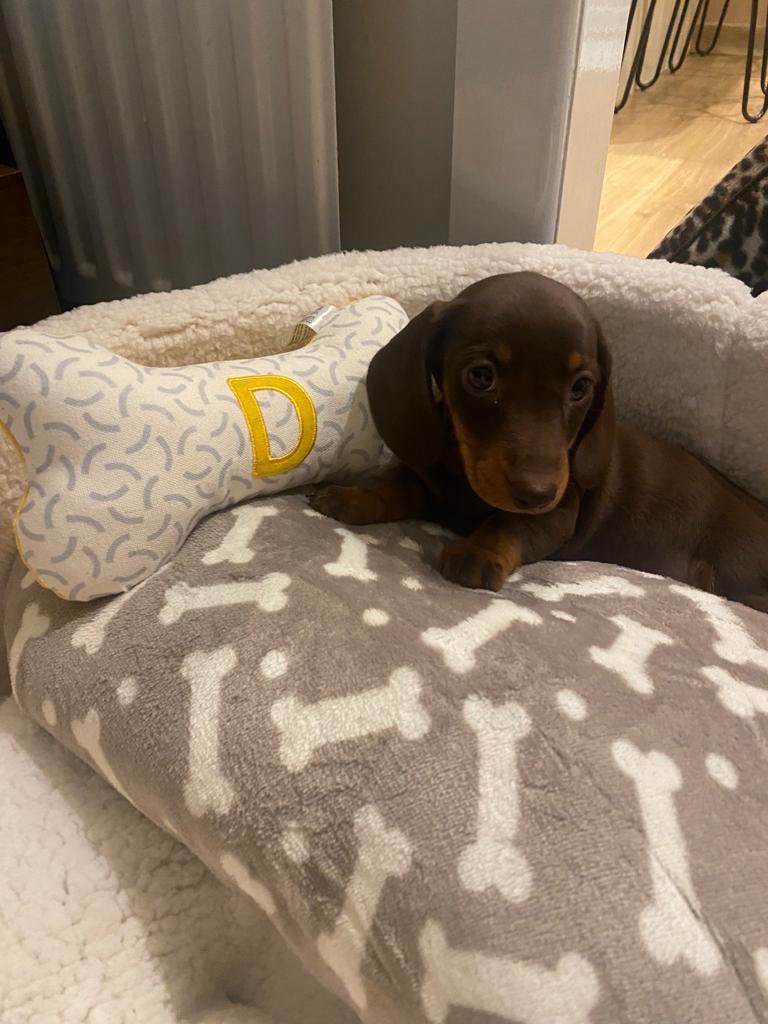 Beth218x's tweet photo. Can’t get over how cute my new pup is 🥺🥺 Give him a follow on Instagram for pupdates @miniaturedash 🥰🥰 https://t.co/Sv1H9OXS1S