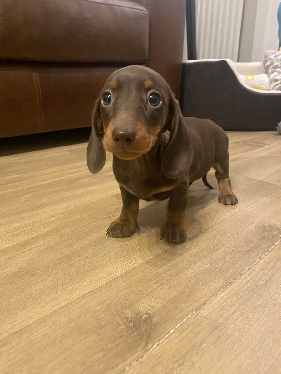 Beth218x's tweet photo. Can’t get over how cute my new pup is 🥺🥺 Give him a follow on Instagram for pupdates @miniaturedash 🥰🥰 https://t.co/Sv1H9OXS1S