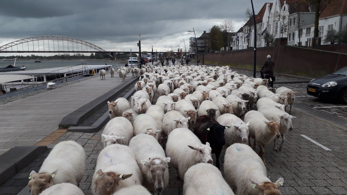 Bart Willers (@bartwillers) on Twitter photo Vanmiddag warm gelopen met schaapskudde <a href="/Op_Dreef_/">Natuur- en Landschapsbeheer Op Dreef</a> voor <a href="/klimaatmars/">Klimaatmars</a> 6 nov. 20 km van Leuth <a href="/ooijpolder/">Ooijpolder</a> naar Ressen via Waalkade en Snelbinder <a href="/gem_Nijmegen/">Gemeente Nijmegen</a>. Klimaatvriendelijker dan met een vrachtauto vervoeren, en hoop mensen blij gemaakt <a href="/dgnijmegen/">De Gelderlander</a> <a href="/hjkooij/">HJ Kooy 🇪🇺</a> <a href="/nieuwsuit024/">Nieuws uit Nijmegen</a> Vanmiddag warm gelopen met schaapskudde <a href="/Op_Dreef_/">Natuur- en Landschapsbeheer Op Dreef</a> voor <a href="/klimaatmars/">Klimaatmars</a> 6 nov. 20 km van Leuth <a href="/ooijpolder/">Ooijpolder</a> naar Ressen via Waalkade en Snelbinder <a href="/gem_Nijmegen/">Gemeente Nijmegen</a>. Klimaatvriendelijker dan met een vrachtauto vervoeren, en hoop mensen blij gemaakt <a href="/dgnijmegen/">De Gelderlander</a> <a href="/hjkooij/">HJ Kooy 🇪🇺</a> <a href="/nieuwsuit024/">Nieuws uit Nijmegen</a>