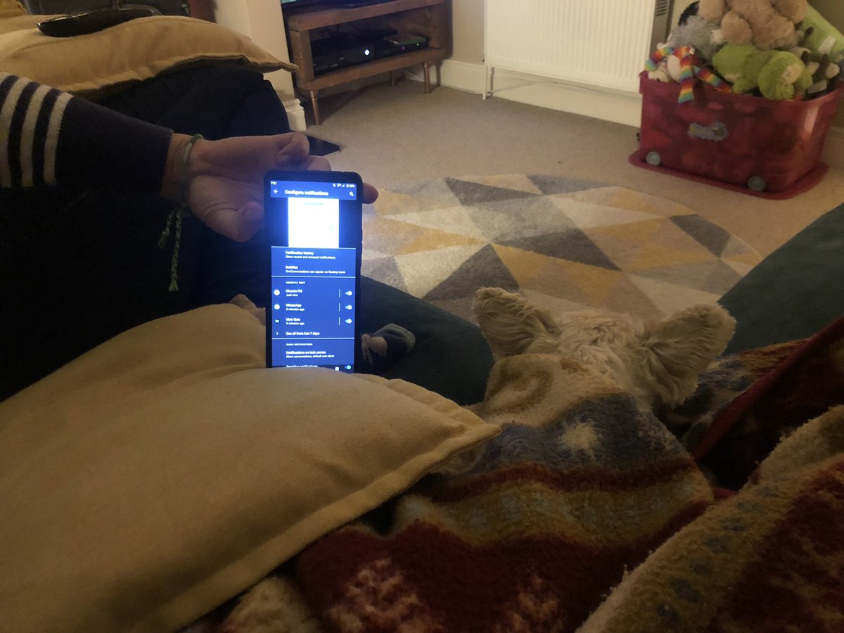 TJN1979's tweet photo. @ClassicFM Thank you for helping my very scared pup tonight… he’s buried under a blanket and listening to your tunes #PetClassics #ThankYou https://t.co/VawTTKfFVR