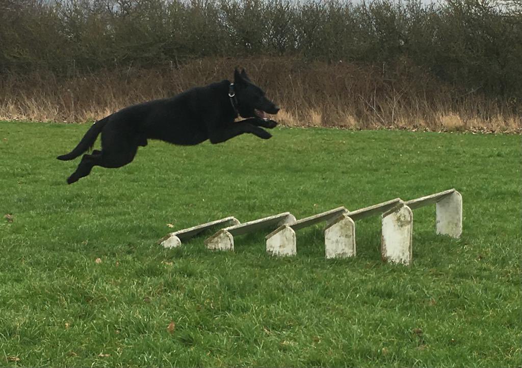 Back in the day when I was a working lad  🐾❤️