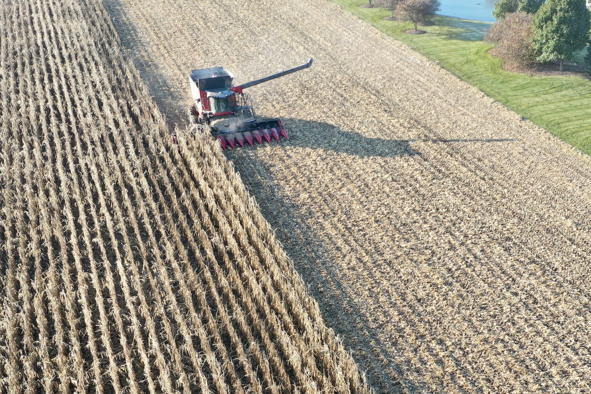 ProgressiveSeed's tweet image. Our last @GldnHarvest plot of 2021 is finally done! #GHHarvestTime #Harvest2021 #ILCorn