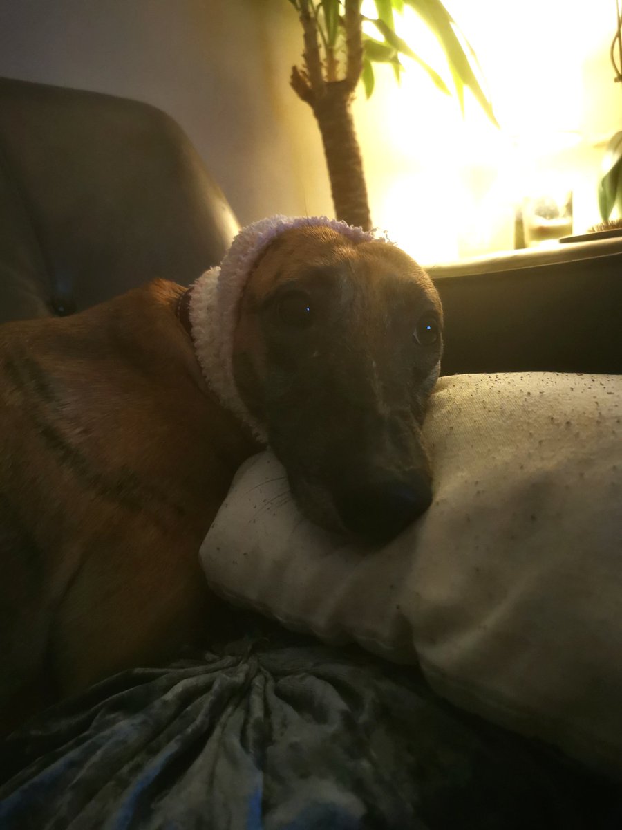 Big shout out to <a href="/ClassicFM/">Classic FM</a> for the dog special tonight my rescue lurcher Bonnie Rose isn't a fan of the fireworks it's helping 👏