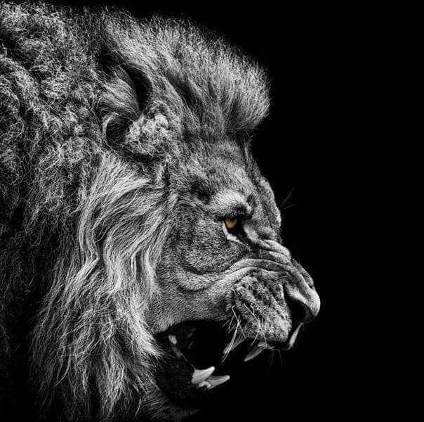 SuleimanAbdell7's tweet photo. ልባችን እንደ አንባሳ የታሰለ ከሆነ ትግላችን የአንበሣ ይሆንና ሚዳቆን አድነን ለመያዝ ቡዙ ዱር ገድል ብዙ ሸለቆና ተራራን መሻገር ቢጠበቅብንም 
እጃችን ላይ እስኪወድቁ ድረስ አድነን መያዛችንን አናቆምም !

ህዝብ አሸናፊ ነው! https://t.co/ePVLGccyMj
