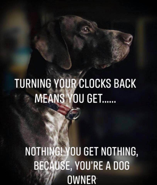 PetsforVetsDC's tweet photo. Don't forget... turn those clocks back this weekend.
And good luck trying to explain it to your dog. 🐕🤣

#DaylightSavingTime #FallBack #dogsdontgetit #extrahourofsleep https://t.co/3z1pHfrYkT