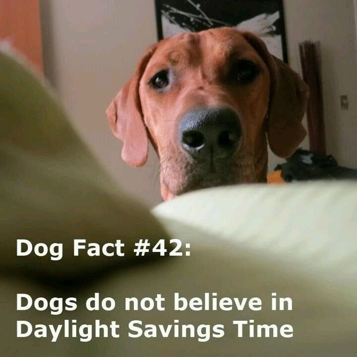 PetsforVetsDC's tweet photo. Don't forget... turn those clocks back this weekend.
And good luck trying to explain it to your dog. 🐕🤣

#DaylightSavingTime #FallBack #dogsdontgetit #extrahourofsleep https://t.co/3z1pHfrYkT
