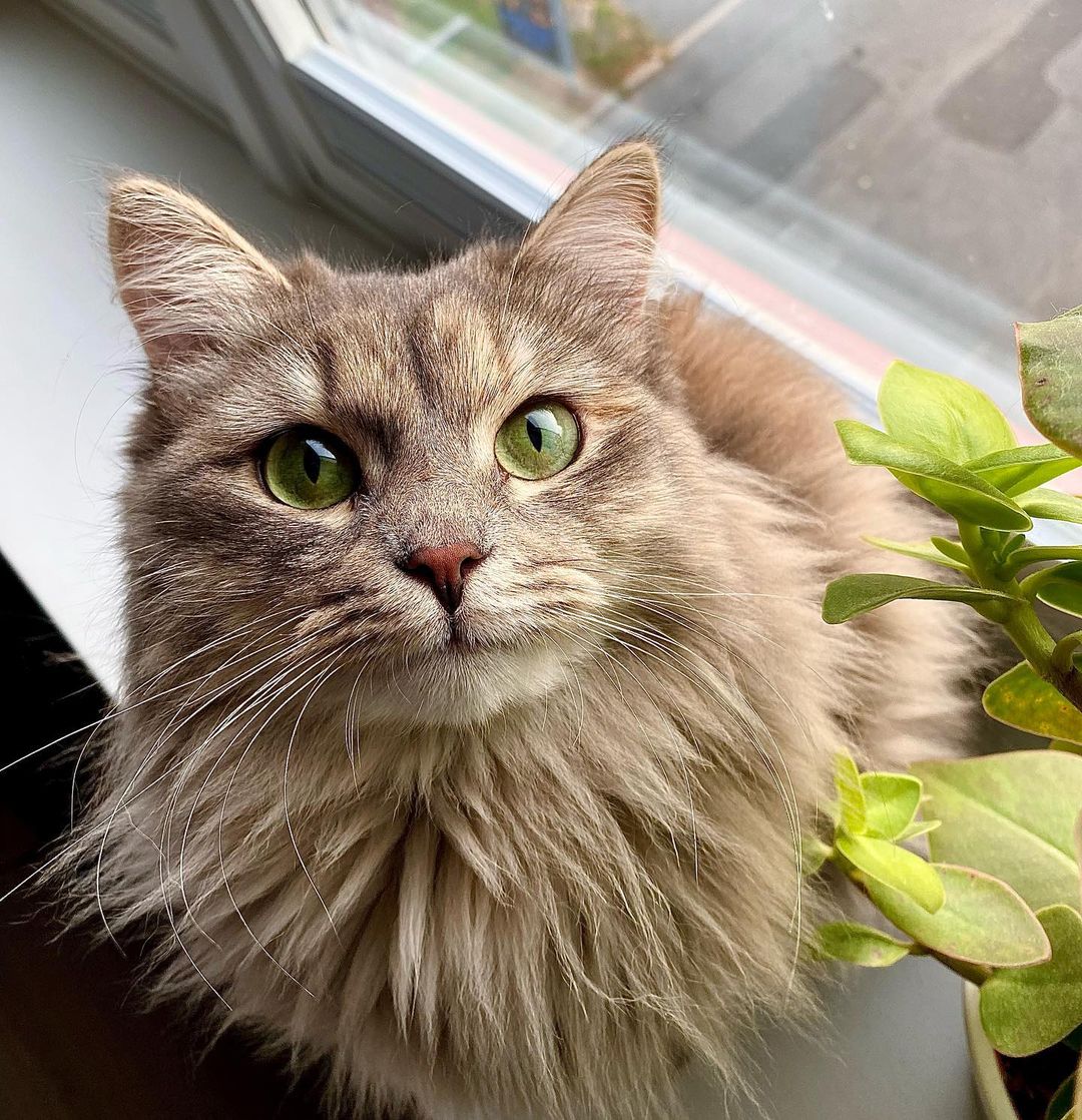 HepperOfficial's tweet photo. Wishing you all a cat-tastic Friday! 😻💚

photo via @saga_sibir
#hepper #CatsOfTwitter #cats #CatsofTwittter #catsofinstagram #catstagram #CatsLover #catsoftwitteer https://t.co/zJJyetDvDU