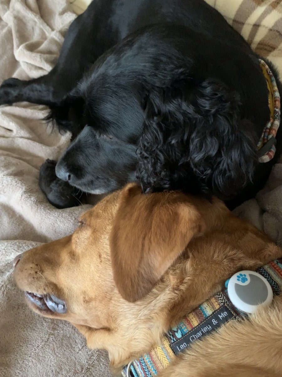 Leocharleyandme's tweet photo. @ClassicFM @GlobalPlayer Our two dogs are chilling on my bed listening to #ClassicFM play calming music this bonfire night. Their matching collars have been sprayed all over with @canis_vita floral calming spray and all is good so far! #calmdogs #petsclassics https://t.co/PTc4OUzmAa