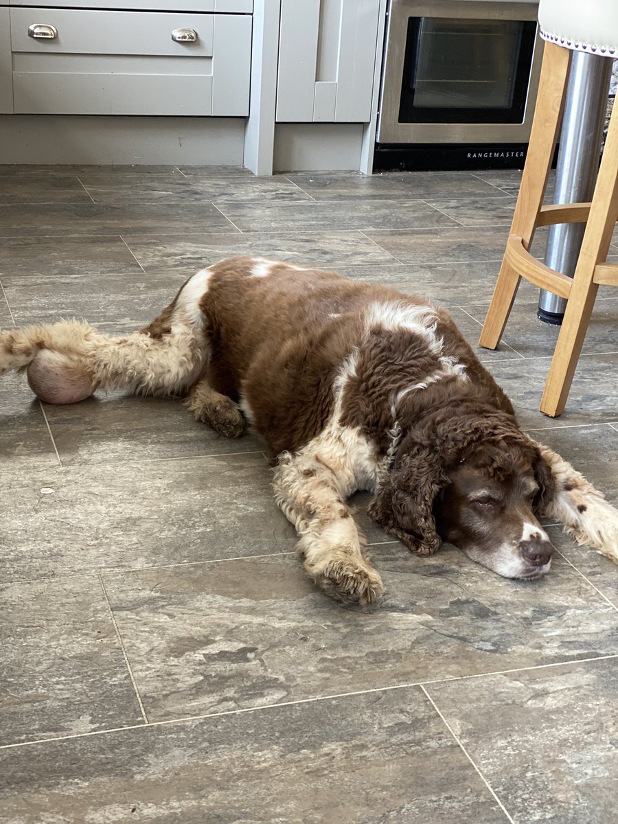 SpanielsSuper's tweet photo. @Spaniels_Rule It was almost inevitable that there would be an open wound as the lump was huge & there’s so little flesh & fat on the joint. We’re immensely relieved, he was in surgery for hours. It’s been the longest day 😕 Mo has been fine, probably because Ronnie is here #GetWellSoonSnoopy https://t.co/b6vAusZqdm