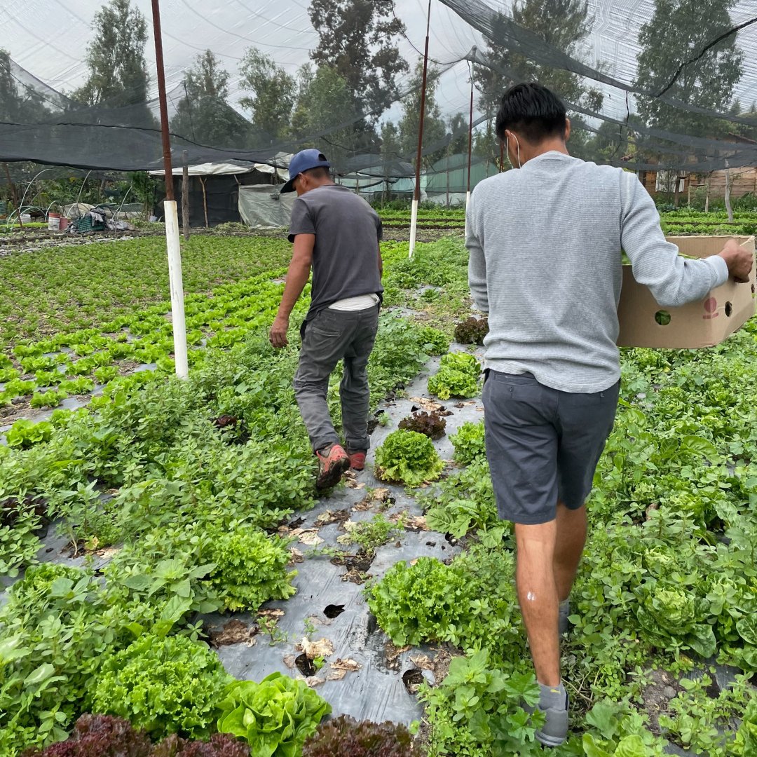 Solar4Eat's tweet photo. 𝗔𝗡𝗢𝗧𝗛𝗘𝗥 𝗢𝗣𝗣𝗢𝗥𝗧𝗨𝗡𝗜𝗧𝗬 🙌🏼👌🏼
One of the problems faced by farmers in Mexico is the lack of market for their products. 🥭🍍
At Solar4eat we take advantage of their unsold products, dehydrate them and sell them, diversifying their sources of income. 😌
#SOLTRIX https://t.co/u8kexQ48GF