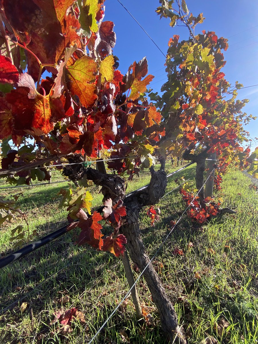 RidgeVineyards's tweet photo. π Fall colors pair perfectly with Ridge wines, donβt you think?
Book your visit before these views are gone at https://t.co/I91TiYzGPC
#fallwine #winetasting #winetime https://t.co/SNvyUzCKmL