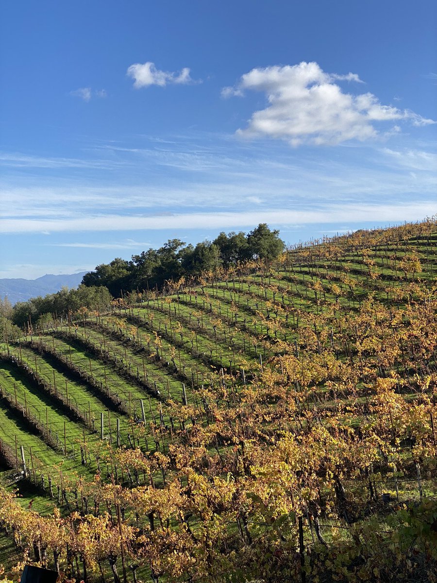 RidgeVineyards's tweet photo. π Fall colors pair perfectly with Ridge wines, donβt you think?
Book your visit before these views are gone at https://t.co/I91TiYzGPC
#fallwine #winetasting #winetime https://t.co/SNvyUzCKmL