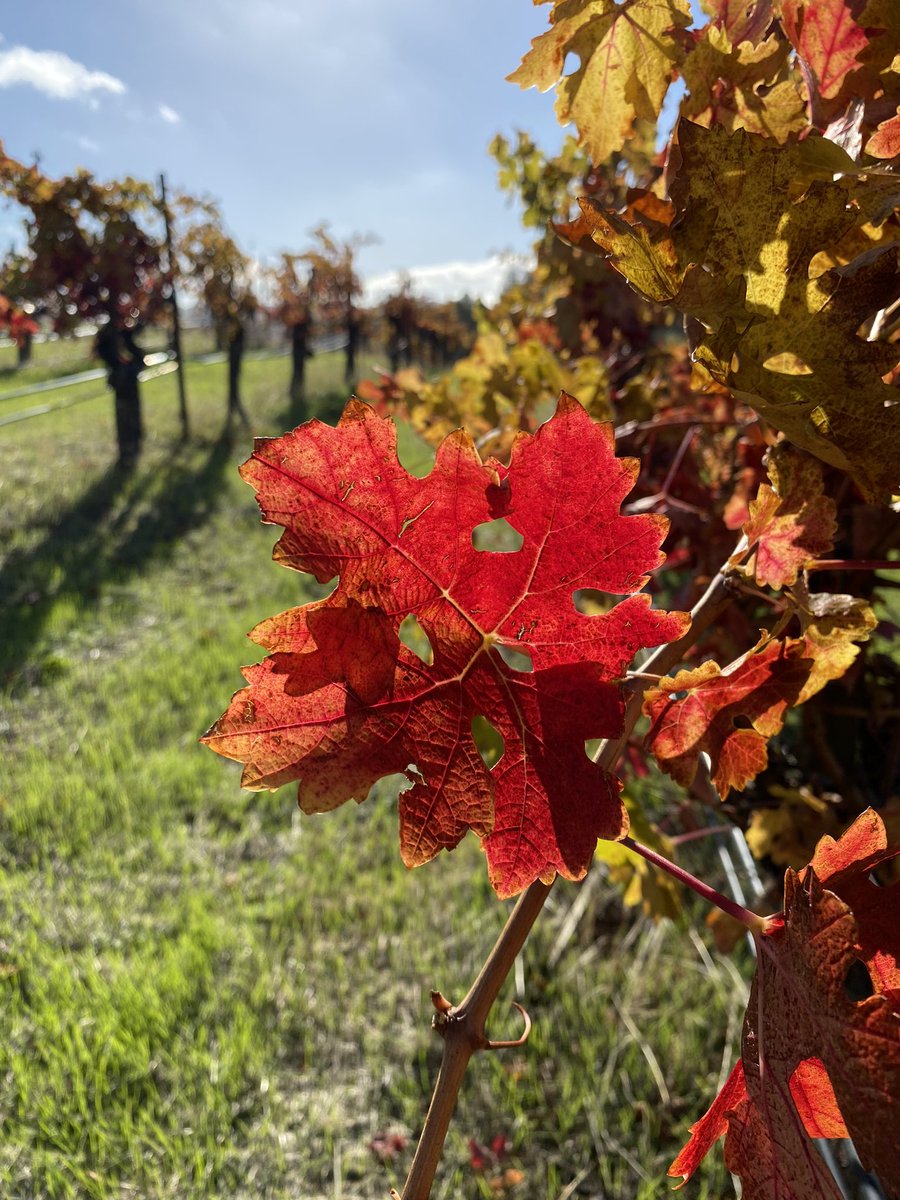 RidgeVineyards's tweet photo. π Fall colors pair perfectly with Ridge wines, donβt you think?
Book your visit before these views are gone at https://t.co/I91TiYzGPC
#fallwine #winetasting #winetime https://t.co/SNvyUzCKmL