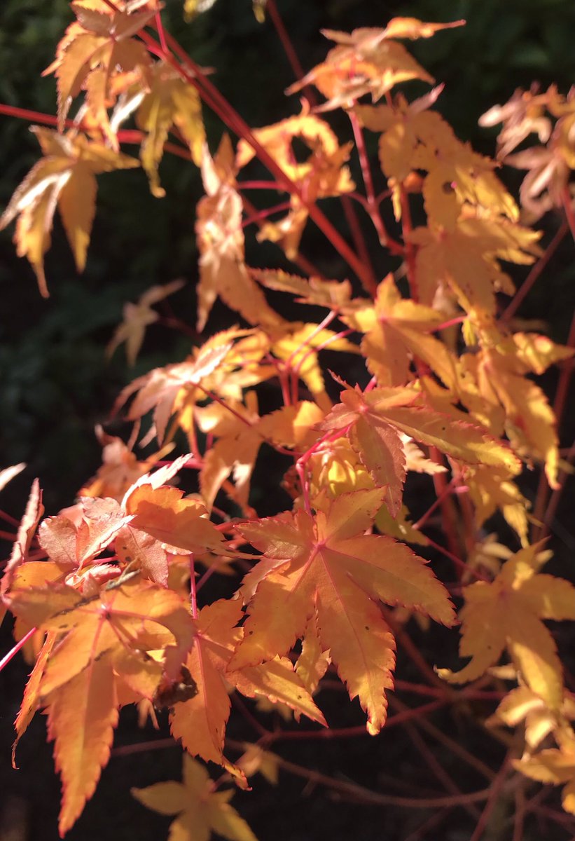 Fabulous colour on the BiHoo acer - 🔥fil #foliagefriday #November5th #gardening