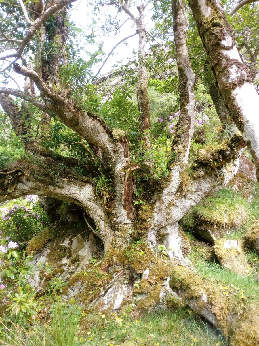 woodlandleague's tweet photo. Please Sign Our Petition Here👉 https://t.co/cwS2KP2dBz +Join 2543 others 2 Reform Coillte,Restore, Conserve + Expand Our Ancient Rainforests Our Most Effective Natural Biodiversity +Climate Mitigation 🙏 #SayNotoFakeForests #SayNotoFakeForestCompanies https://t.co/5vjp7Hg48V