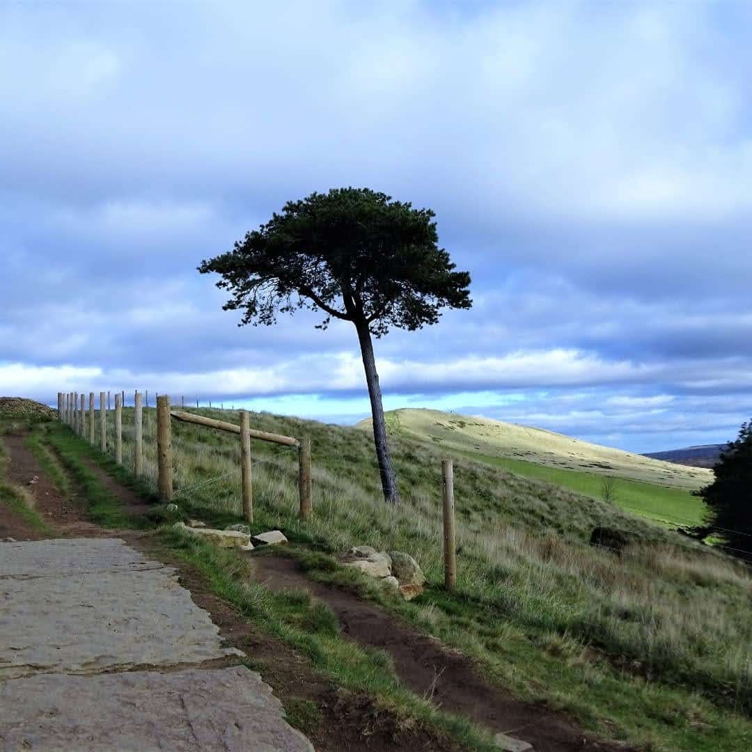 MarianSwetman's tweet photo. @msjanebond007 @campbellclaret Here's mine #lonetrees https://t.co/OPzbuLUr8F