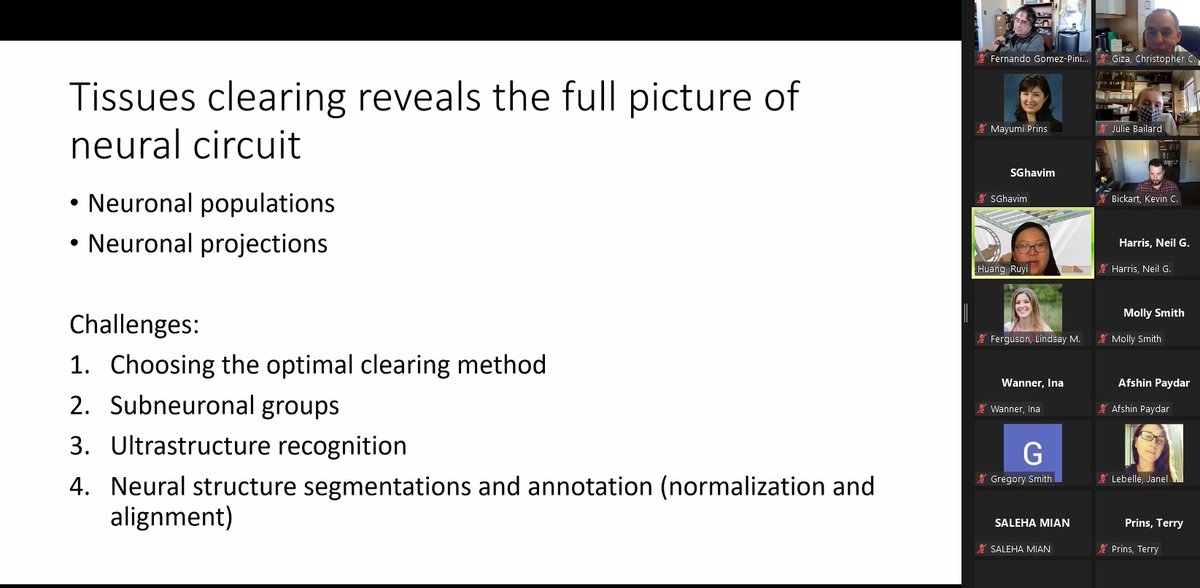 griz1's tweet photo. Very cool technique of 'clearing brain' allows visualization of neural networks with exquisite detail! #RuyiHuang @BIRC_at_UCLA @UCLANsgy @UCLABrainSPORT #BeautifulBrain @IFLScience @neuinfo @SfNtweets @CajalNeuro @EtiamEruditio
Friedmann @PNASNews 2020: https://t.co/H1UT4384zw https://t.co/IZnxzj9qW8