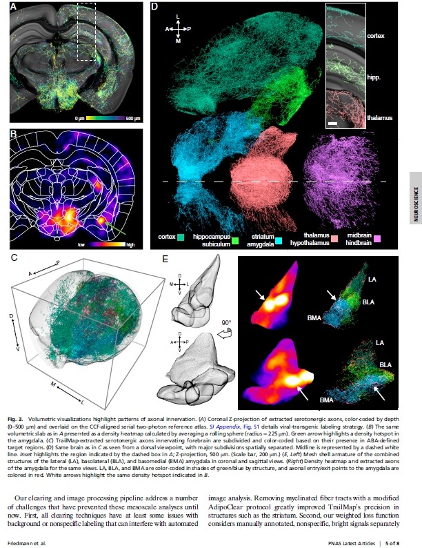 griz1's tweet photo. Very cool technique of 'clearing brain' allows visualization of neural networks with exquisite detail! #RuyiHuang @BIRC_at_UCLA @UCLANsgy @UCLABrainSPORT #BeautifulBrain @IFLScience @neuinfo @SfNtweets @CajalNeuro @EtiamEruditio
Friedmann @PNASNews 2020: https://t.co/H1UT4384zw https://t.co/IZnxzj9qW8