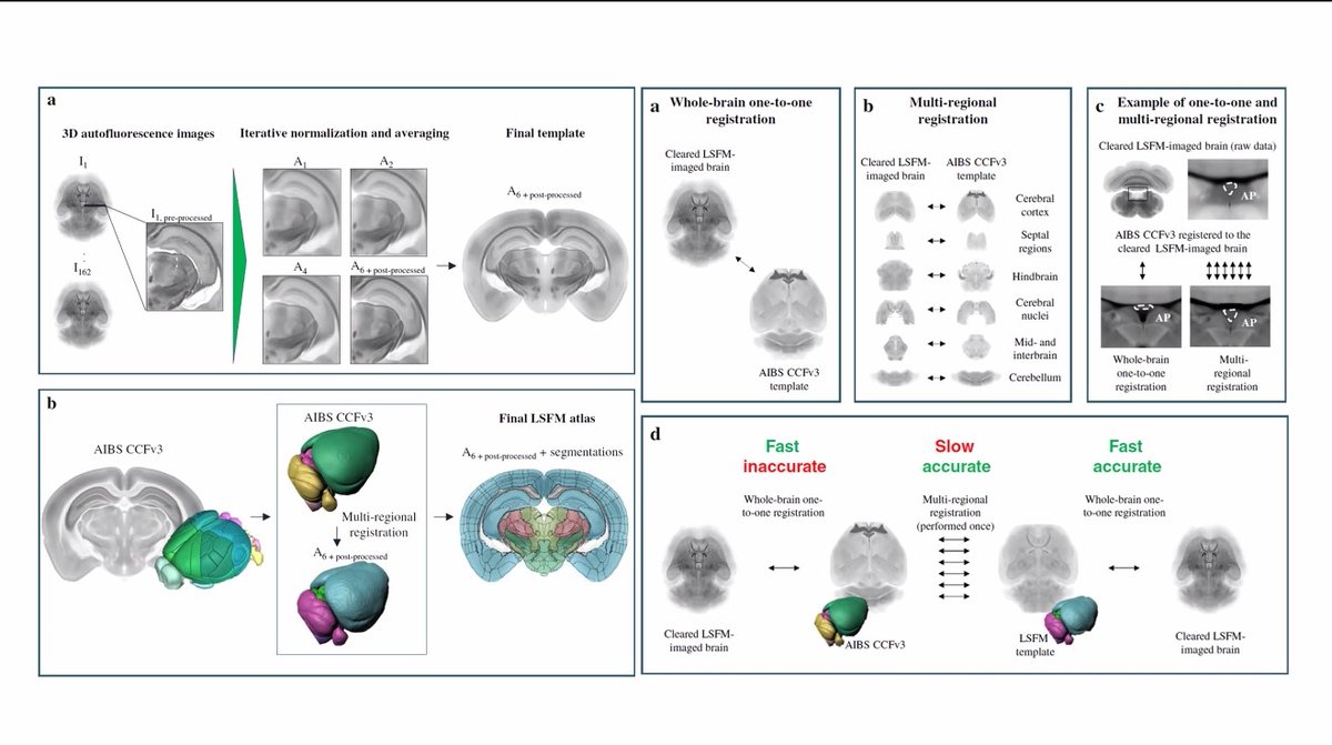 griz1's tweet photo. Very cool technique of 'clearing brain' allows visualization of neural networks with exquisite detail! #RuyiHuang @BIRC_at_UCLA @UCLANsgy @UCLABrainSPORT #BeautifulBrain @IFLScience @neuinfo @SfNtweets @CajalNeuro @EtiamEruditio
Friedmann @PNASNews 2020: https://t.co/H1UT4384zw https://t.co/IZnxzj9qW8