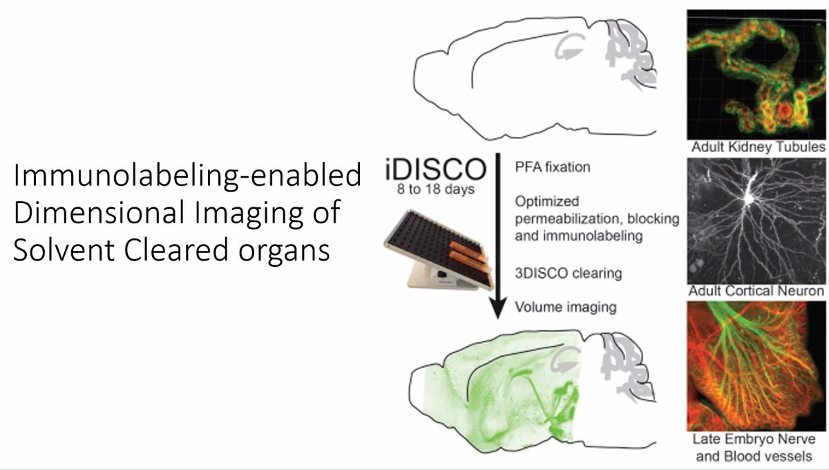 griz1's tweet photo. Very cool technique of 'clearing brain' allows visualization of neural networks with exquisite detail! #RuyiHuang @BIRC_at_UCLA @UCLANsgy @UCLABrainSPORT #BeautifulBrain @IFLScience @neuinfo @SfNtweets @CajalNeuro @EtiamEruditio
Friedmann @PNASNews 2020: https://t.co/H1UT4384zw https://t.co/IZnxzj9qW8