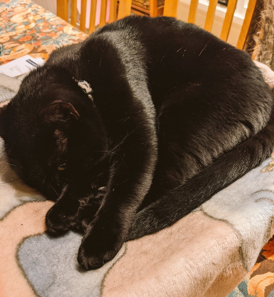 LuluCat95393220's tweet photo. Family outside in the garden setting off fireworks, leaving me inside listening to #ClassicFMPetsounds. Turns out it's really rather relaxing..... #timeforasnooze #relaxedcat #CatsOfTwitter https://t.co/4bXOri04tL