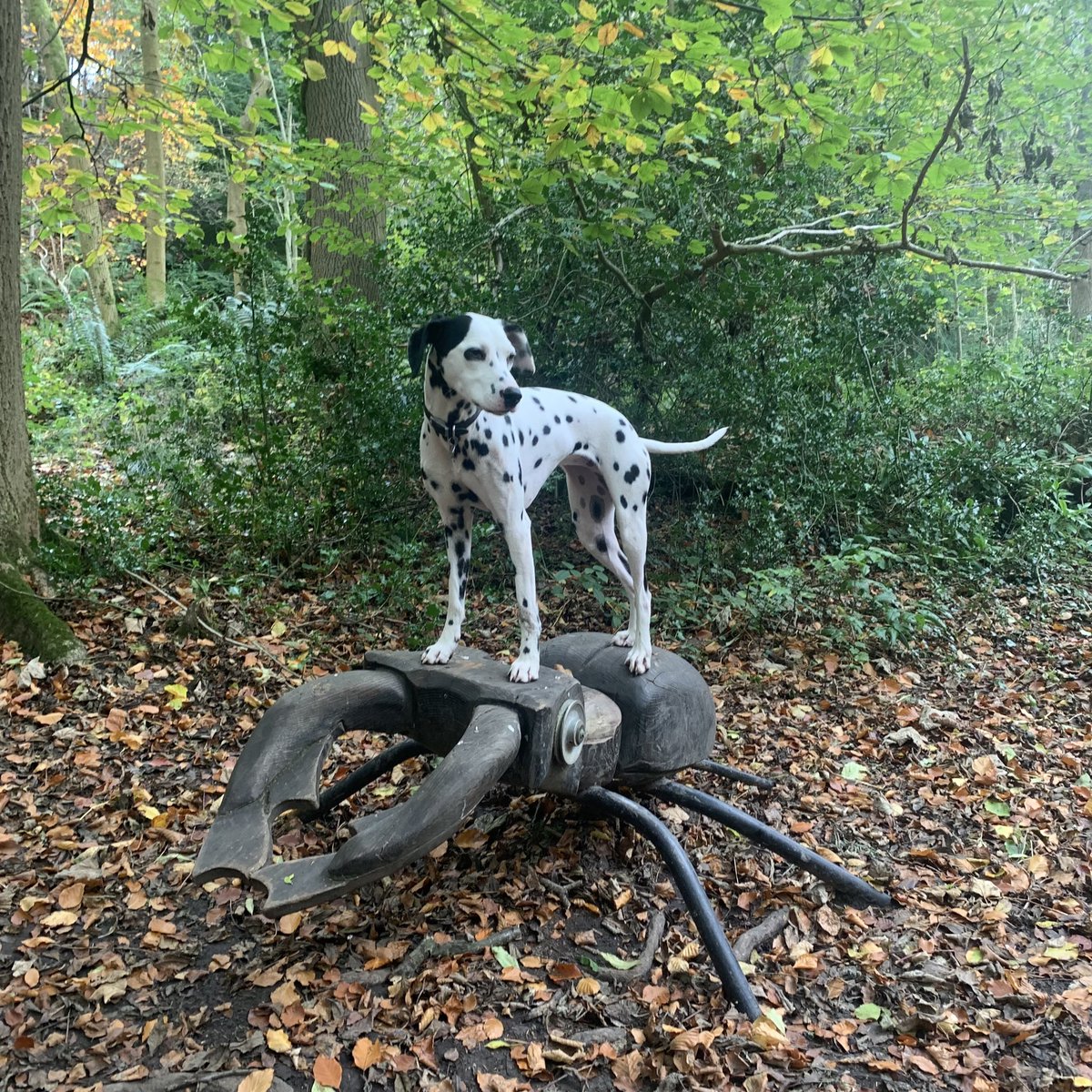 Miniclick_'s tweet photo. #theeaglehaslanded #threelittlepigs 🤣 Nant Mill @VisitNorthWales
#Animals #woodcarving #nantmill #wrexham #dalmatian #spottydogs @visitwales #ilovemydog https://t.co/dYtYSJRPmn