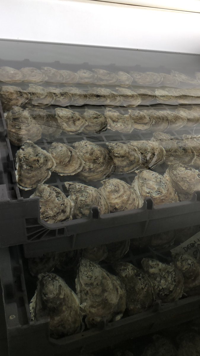 Oyster Seed Holdings tweet media