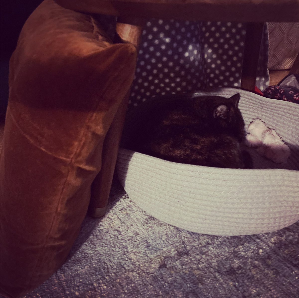 loosetherapy's tweet photo. @ClassicFM here is Nora all snuggled up with Teddy in her fort listening to #PetClassics https://t.co/F0ZMsOfLQ5
