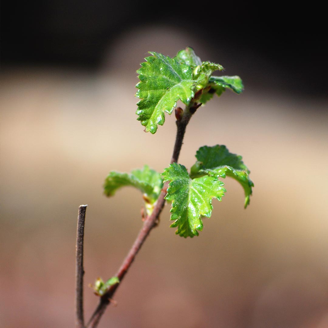 Gift a tree, make a big impact towards improving #biodiversity and restoring UK woodland.
​
✔️ You'll give animals a home
✔️ It'll benefit future generations
✔️ You'll be healing the ecosystem
​
​🌳Plant a tree: bit.ly/3yLiklN
​
​#TogetherForOurPlanet