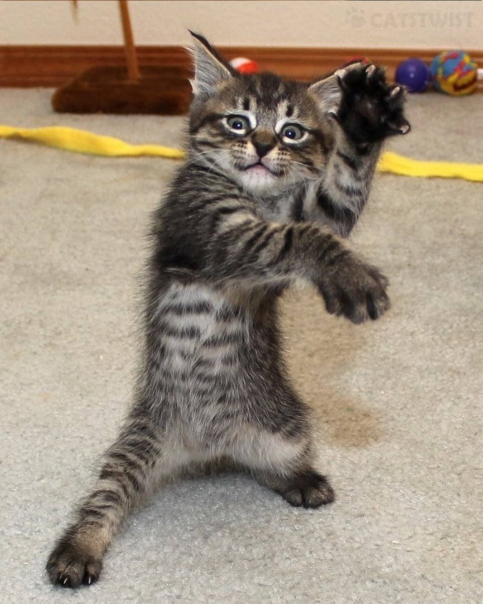 cataddictsonly's tweet photo. Who else loves karate cat's as much as me?! - #Cats #CatAddicts https://t.co/lqUyz5Ws06