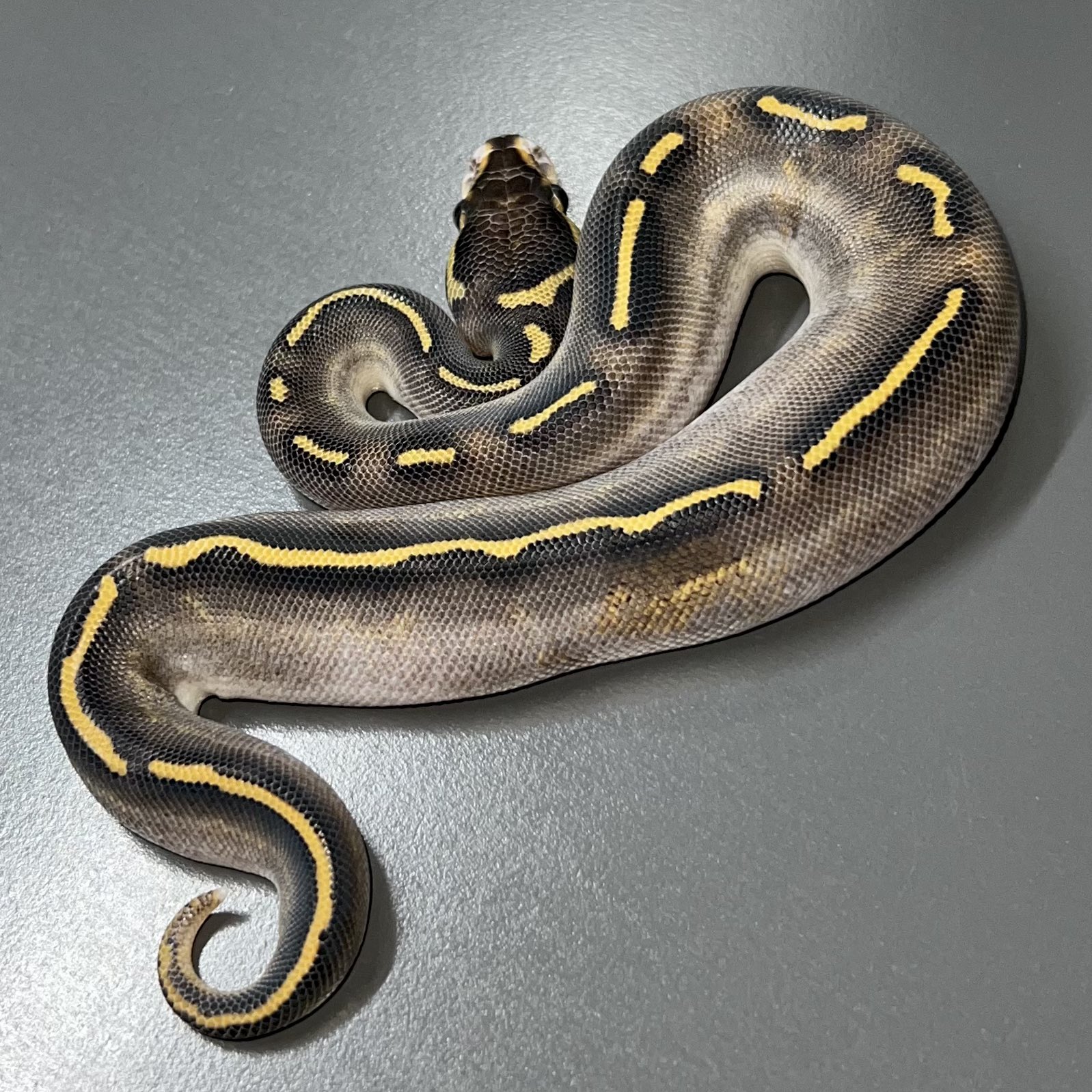 The Complete Ball Python コンプリートボールパイソン 1.0 Bamboo Confusion Stranger het Clown #06cb #ボール