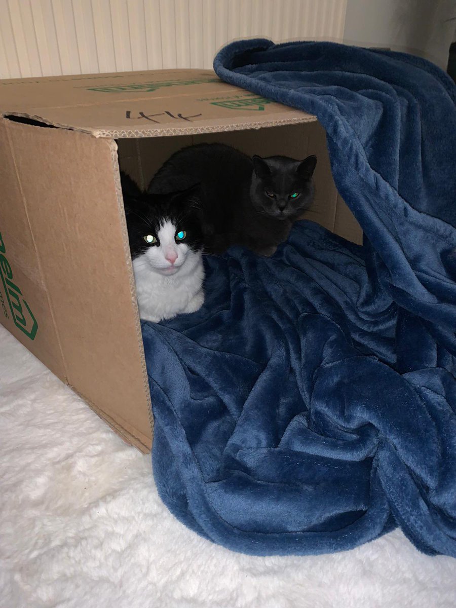 TraumaPsychSpec's tweet photo. @ClassicFM Safe box and classic fm for our two kitties x https://t.co/bSSqCGZ8Tr