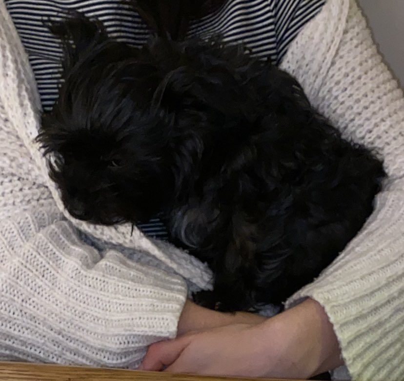 ScottButtery's tweet photo. @ClassicFM thank you for the pet playlist! Maddie is now calm and is fast asleep! https://t.co/GU17mME51o