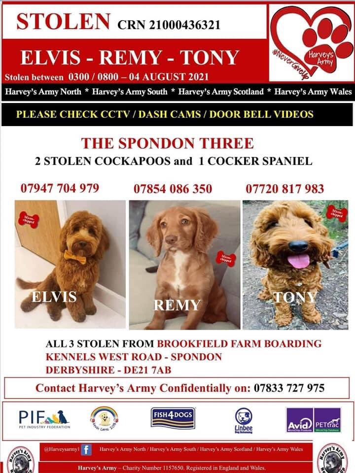 We are not giving up. #Remy #Tony #Elvis must be found and returned home. 
If you have any doubts at all that a dog you have rehomed recently may be one of #thespondonthree please get in touch. Remy and Elvis are therapy dogs to children & Tony was due to go to his forever home.