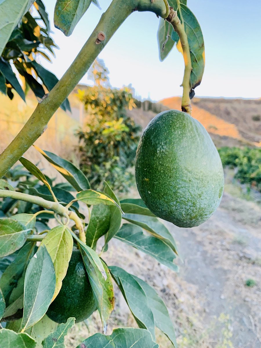 bio_tropical's tweet photo. ❗️Últimas unidades de aguacate Bacon. Su piel lisa lo hace fácil de pelar y su sabor suave permite usarlo para hacer guacamole, untarlo o comerlo sólo🥑#aguacate #ecologico #costadelsol #malaga https://t.co/EOgPItguvq
