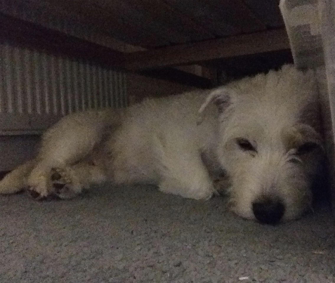 Trumparo's tweet photo. #PetClassics  thank you so much! This is the first bonfire night with our rescue furbaby-  so glad we know she can relax on bonfire night listening to you! ❤️ https://t.co/vioH2HJ1aX