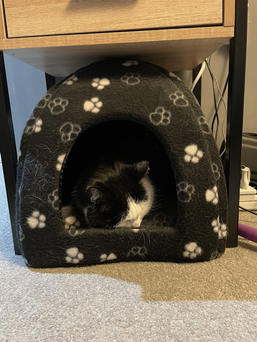 Shad0wBeth's tweet photo. Thank you @ClassicFM for helping Maggie through her worst time of the year, happily dozing away #petclassics https://t.co/jKEzf0bmkx