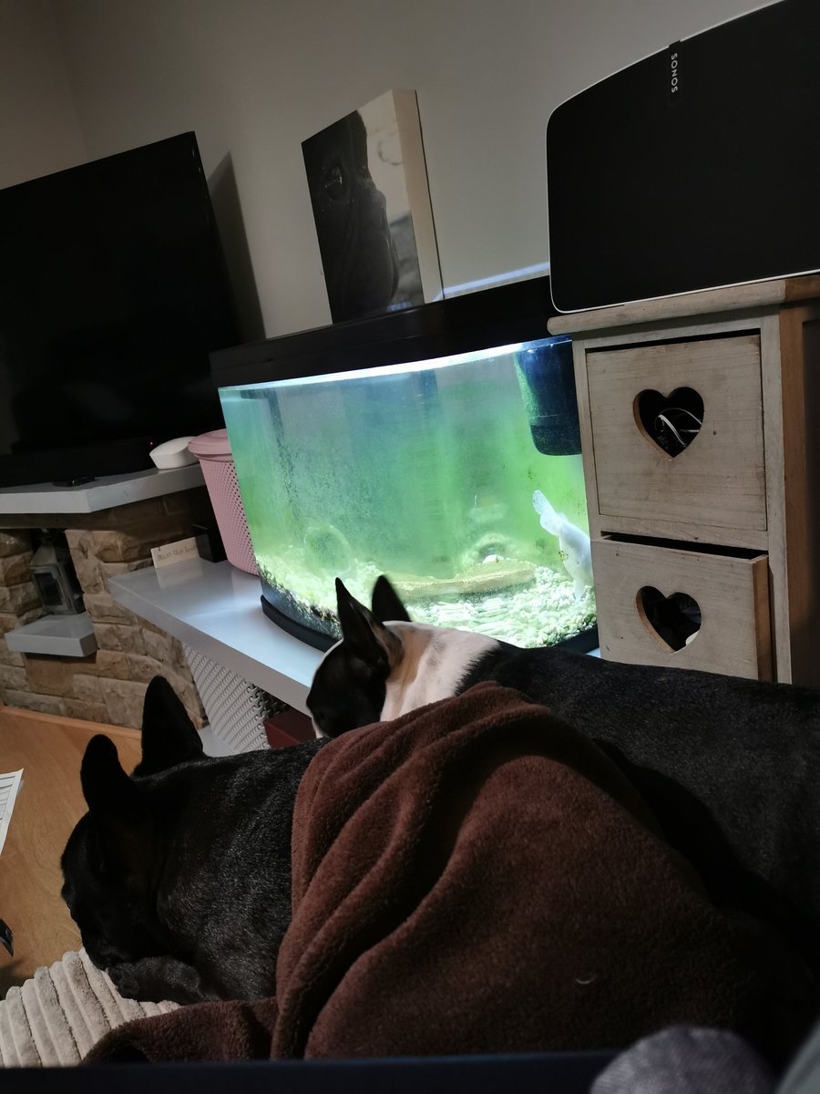 sharon halpin tweet media